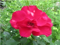 159c8065-Picture 738.jpg